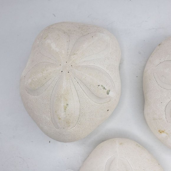 Large Sand Dollar Sea Biscuit Puffy 5" x 4" Vintage Natural Set of 3 - Picture 4 of 13